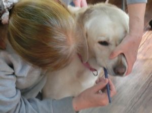 犬の歯みがき練習