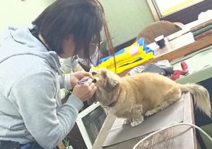 犬の歯みがき