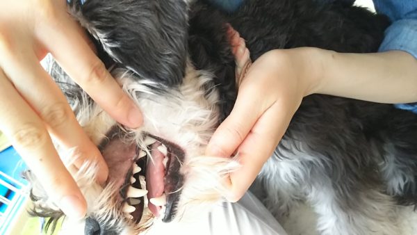 犬の歯みがきエルモ