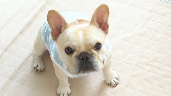 アトム君　フレブル