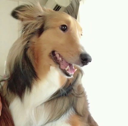 シェルティ　6歳