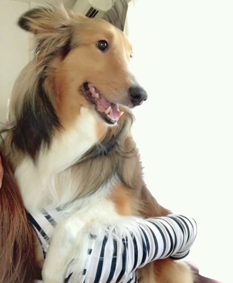 麻央くん（シェルティ）