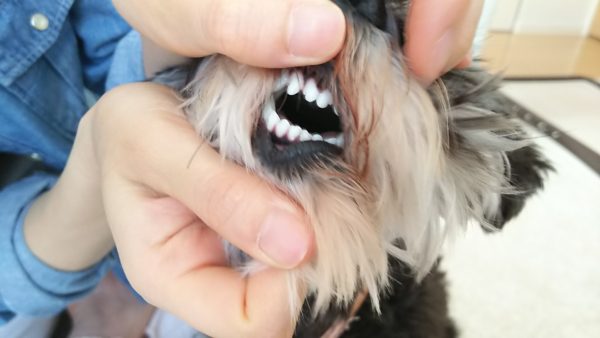 犬の歯みがきエルモ