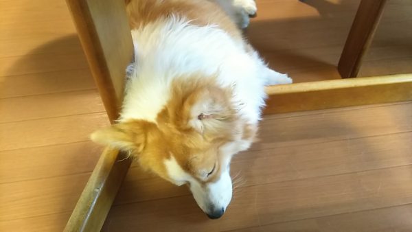 成犬トレーニング　コーギー