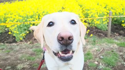 アイコンタクト