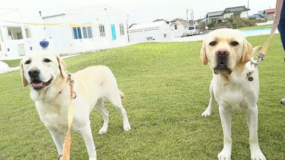 ペットとおでかけ