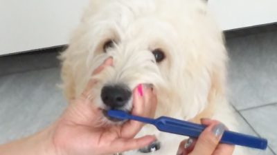 レアル歯みがき