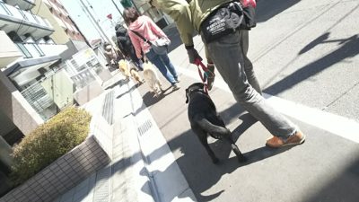 犬部