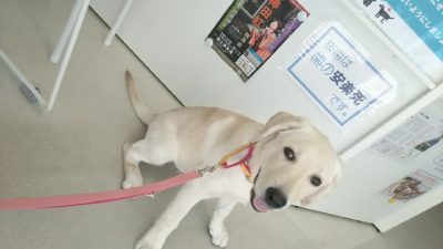 花小金井動物病院