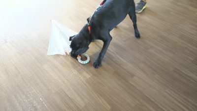 パピーパーティー