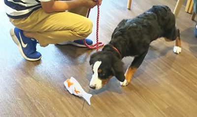 パピーパーティー