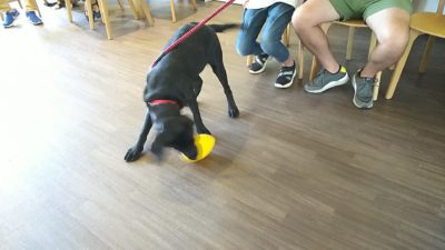 パピーパーティー