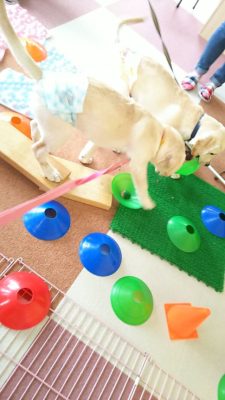 パピーパーティー