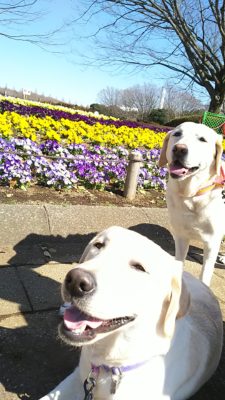 ロダンルパン公園