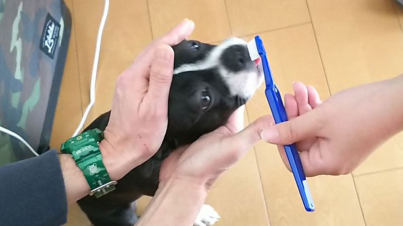 犬の歯磨きレッスン