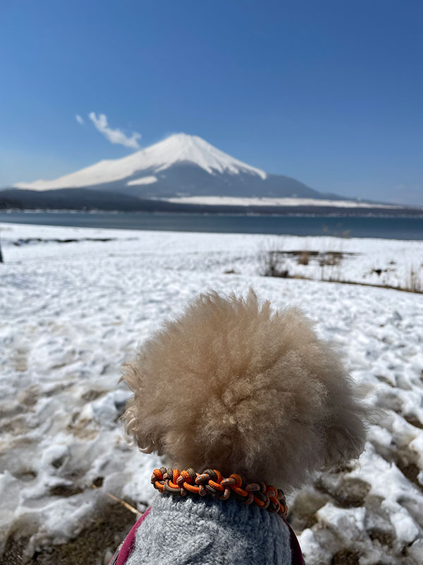 富士山　犬とドライブ