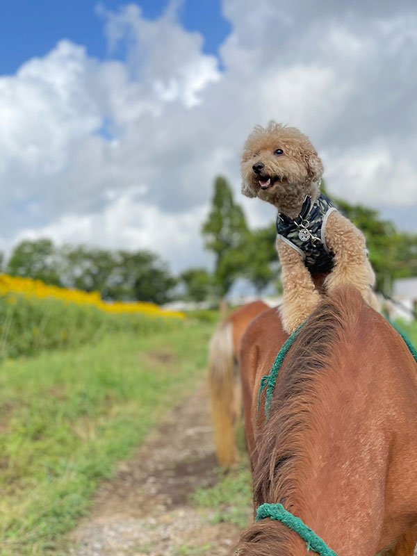 乗馬体験　犬とドライブ