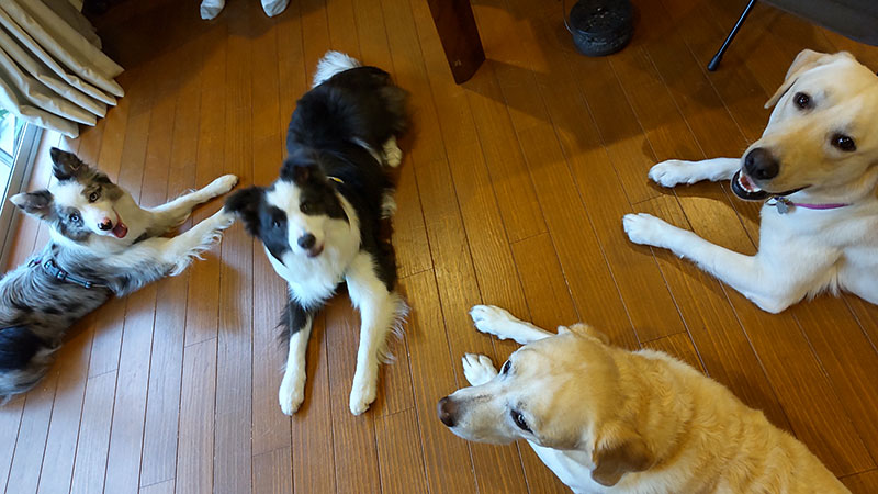 成犬　集い　パーティ