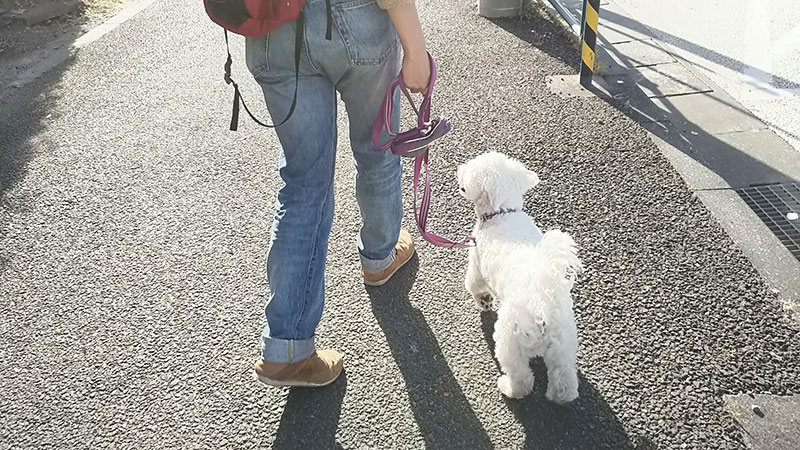 犬のしつけ　お散歩練習