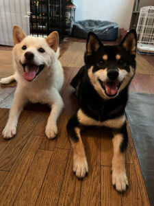 柴犬　多頭　トレーニング