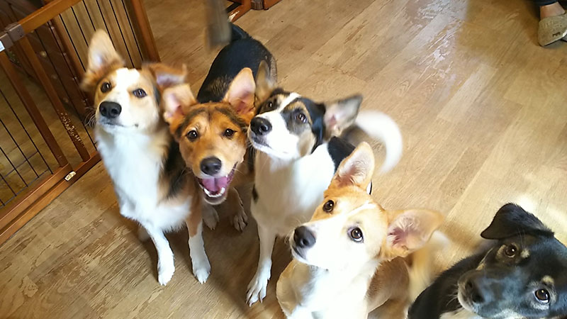 成犬　集い　パーティ