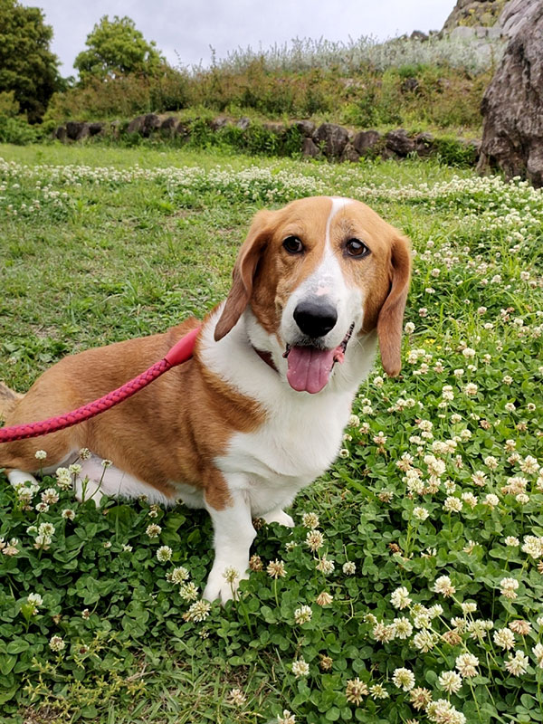 野山にドライブ　犬とお出かけ