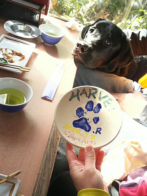 ドッグカフェ　犬とお出かけ