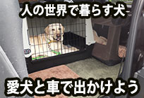 犬と車で出かける時の練習