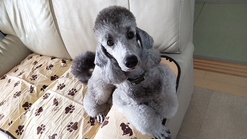 ドッグトレーニング　ジュニア犬