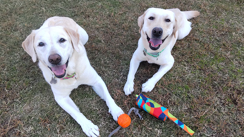 ドッグトレーニング　成犬