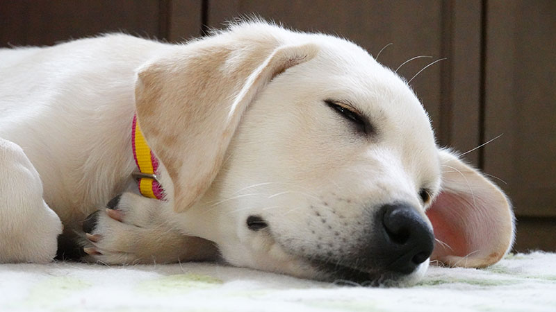 子犬　パピー　寝顔　リラックス