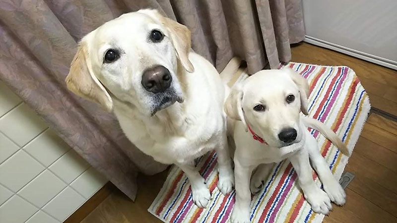 ラブラドール 成犬とパピー