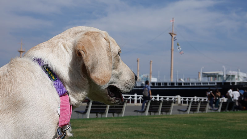 子犬の社会化　いろいろな体験