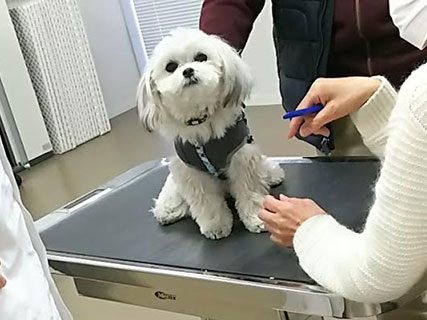 動物病院の診察台に慣れる