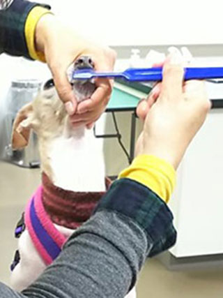 口の周りに触れる　歯磨きができる