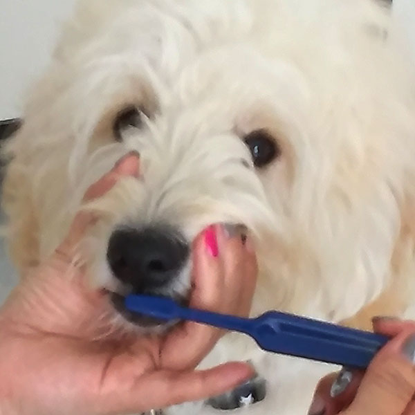 犬の歯磨き　練習中