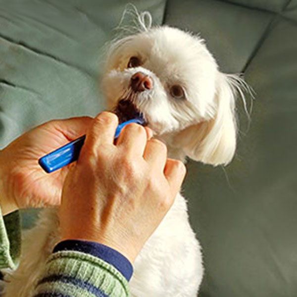 犬の歯磨き　生徒さん犬
