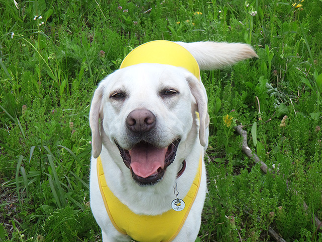 ドッグトレーナー　愛犬　ブラン