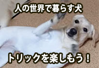 犬のトリックと犬のしつけ