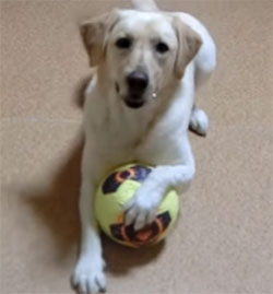 ボールをホールド