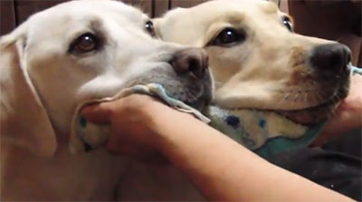 お手入れ　あごをタオルにのせる