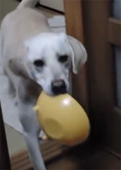 フードボールのお片付け